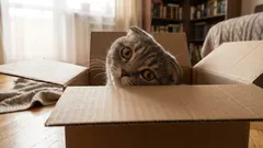 Proč jsou kočky tak zvědavé – nejde jen o zájem o nové věci